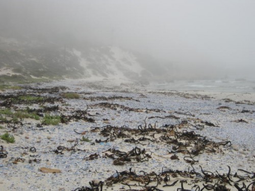 Thick mist at Eland's Bay