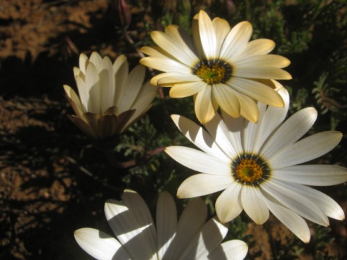 Namaqua Daisy - White