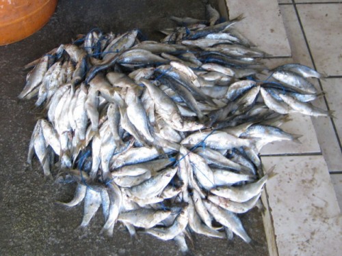 the fish are ready to be rinsed and dried