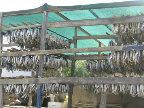 fish hanging outside on stilts - a drying process for "Bokkoms"