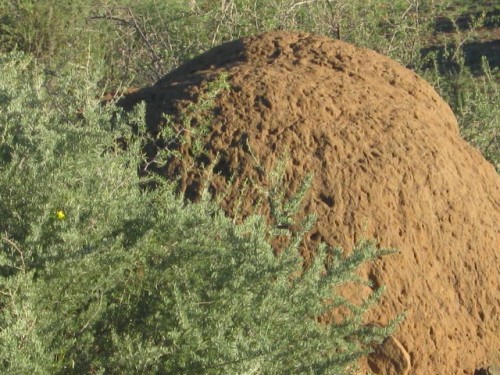 enormous ant-hill 