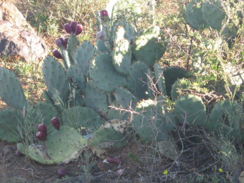 delishes prickly pears 