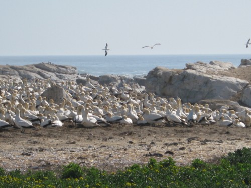 Cape Gannets at Bird Island - Lambert's Bay