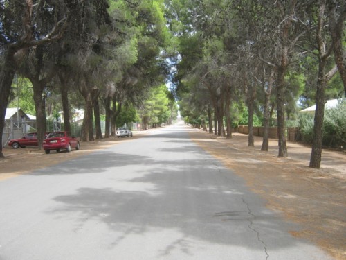 roads in between tall green trees...