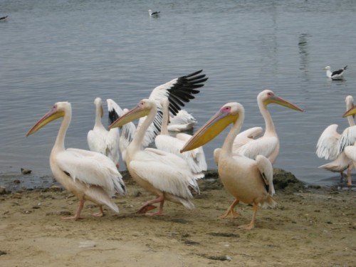 Pelicans at the Berg River