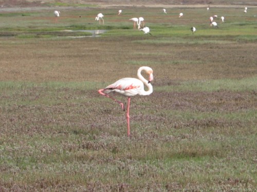 Flamingoes at the Wetlands of the Berg River