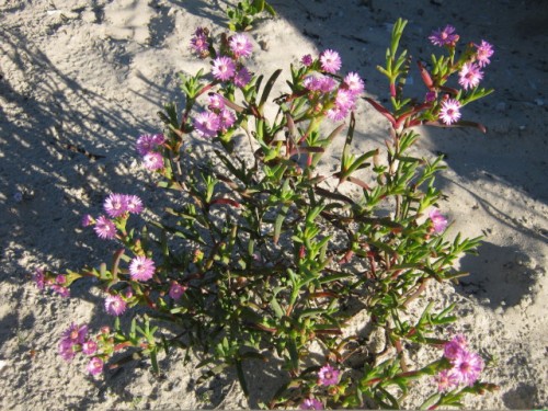 Purple Vygie(bush) West Coast