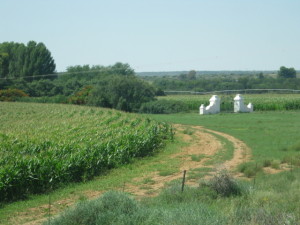 green, healthy crops