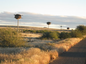 Weavers' nests